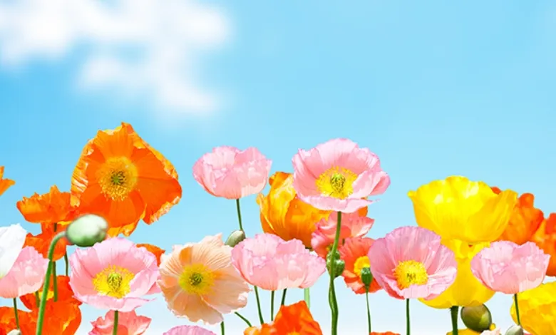 不登校の保護者の会 「ポピーの会」